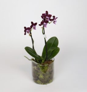 Mini Orquídea
