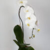 Orquídea Phalaenopsis Branca