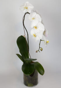 Orquídea Phalaenopsis Branca