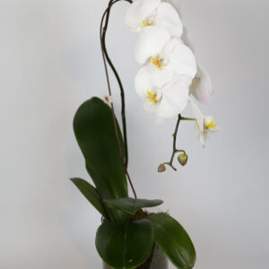 Orquídea Phalaenopsis Branca