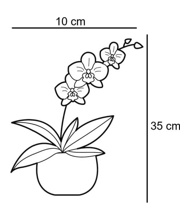 Mini Orquídea - Image 2