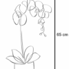 Orquídea Phalaenopsis Branca - Image 2