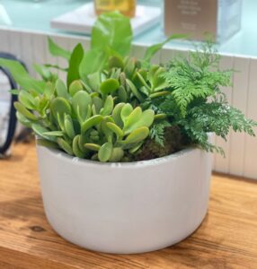 Mini Bacia de Mix Verdes e Suculentas