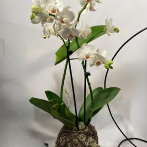 Kokedama - Mini Orquídea